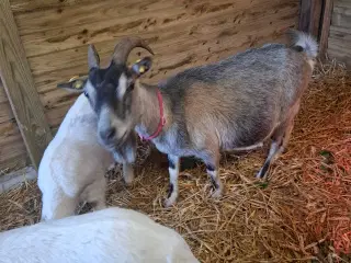 Kælene ged med 2 kid sælges 