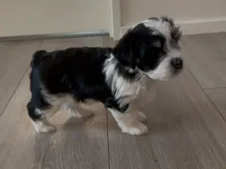 Hundehvalpe salgsklar 10/4 2025
