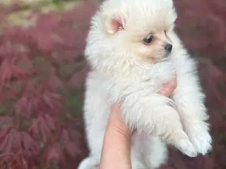 Hej 4 søde pomeranian-hvalpe søger kærlige ejere 