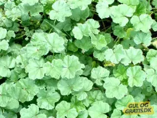 Marrokansk spinat (Malva-salat)