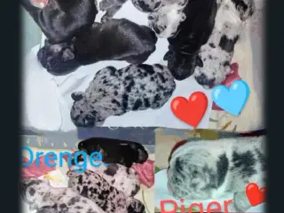 Fransk bulldog hvalpe.