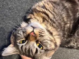 Fantastisk kælen Maine Coon han søger nyt hjem!
