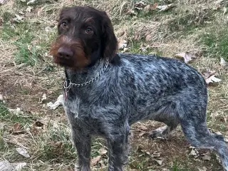 Ruhåret hønsehund