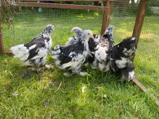 7 brahma kyllinger sælges 