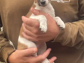 Dansk svensk gård hundehvalpe