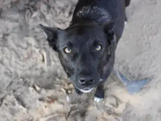 Pips søger sine nye madslaver