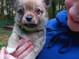 Chihuahua hvalp