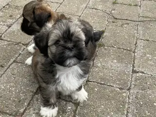 Lhasa Apso