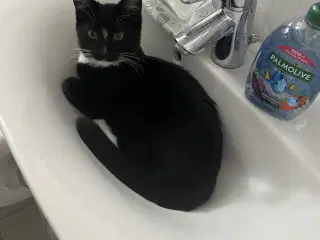 Pelle søger kærligt hjem