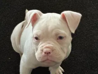Old english bulldog