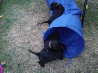 Labrador blaning
