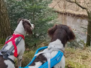 Eng. Springer/Kleiner hvalpe