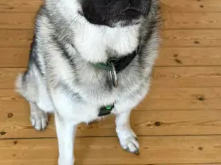 Deglig stor sød han hund søger nyt hjem