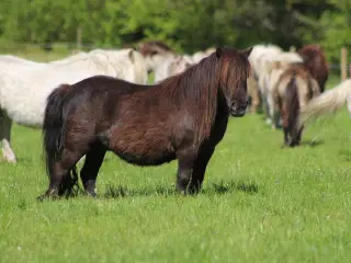 Verdens sødeste shetlandspony 