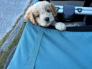 BURRLEY BARK RANGER, hundetrailer, sælges.