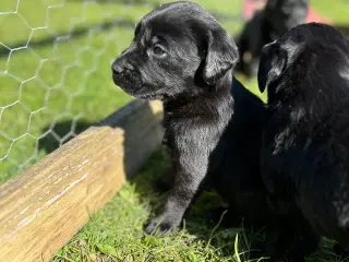 Skønne labradorhvalpe sælges