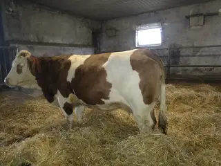 Simmentaler 