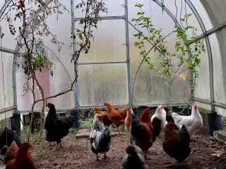 Rugeæg fra min regnbuehønsegård