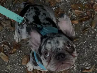 🐾Hanhund til avl - IKKE SALG🐾