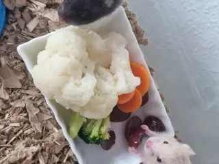 Guldhamster unger sælges 