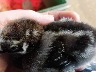 Wyandotter kyllinger 