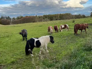 Shetlandsponyer