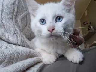 Main coon x siameser/ragdol