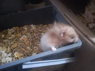 hamster langhåret 