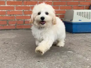 Maltipoo babyer er rejse klar nu 