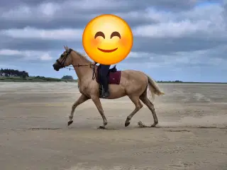 Barbiehest og bedste kammerat sælges