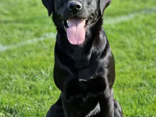 Labrador Formel 1 hanhund på 3 år