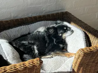 Søger nyt hjem 