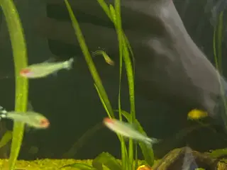 🔥🐟 Rødnæsetetra – perfekte stimefisk til akvarie