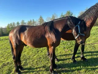 Smuk vallak med god gang 