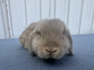 Mini lop hankanin