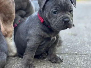Staffordshire/Old English Bulldog 