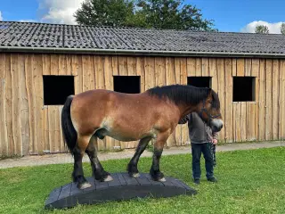 Sød Ardenner vallak