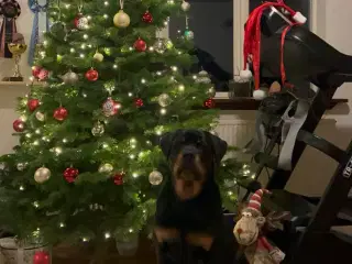 Rottweiler hvalpe 