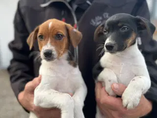Dansksvensk Gårdhund hvalpe