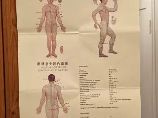 Plakat med akupunkturpunkter incl. tryk-pen