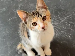 Søde kattekillinger sælges♥️