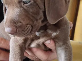 Tysk korthhåret hønsehund
