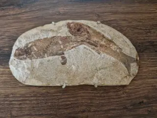 Fossiler fra Brasilien fisk