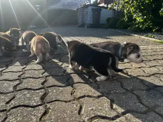 Ægte husky hvalpe
