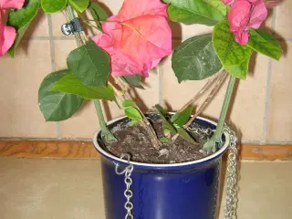 Blomsterampler 3 stk. 