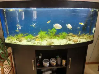 450 l akvarium