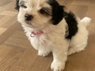Bichon Havanais hundehvalpe 