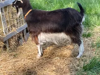 2 Dansk Landrace Geder M3 status sælges 