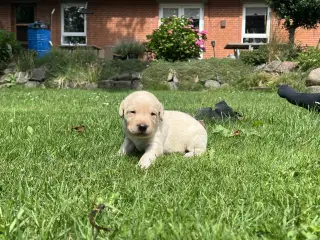 Gule labrador hundehvalpe 30/8
