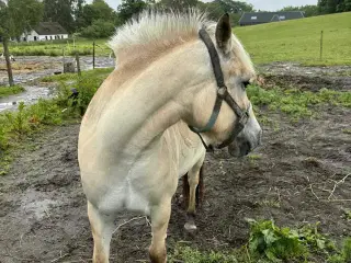 sælge  hest